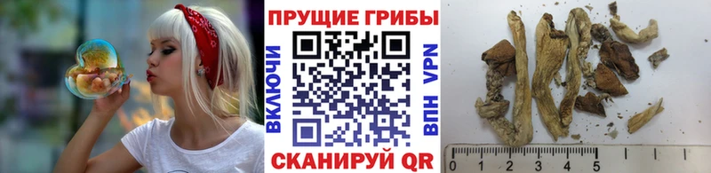 Купить закладки  Асбест  Галлюциногенные грибы Psilocybe 
